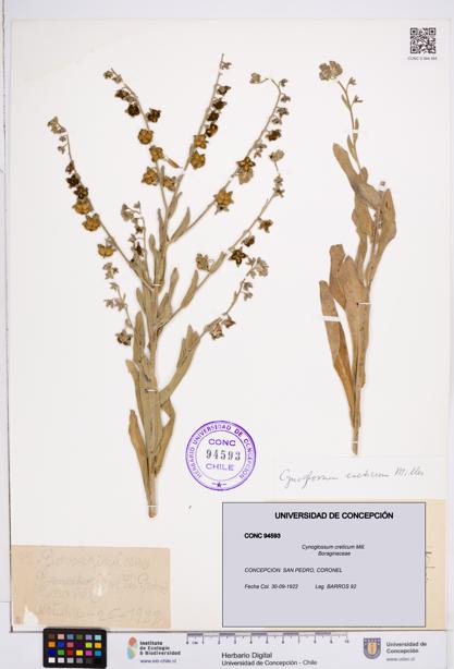 Cynoglossum creticum [Espécimen: ]