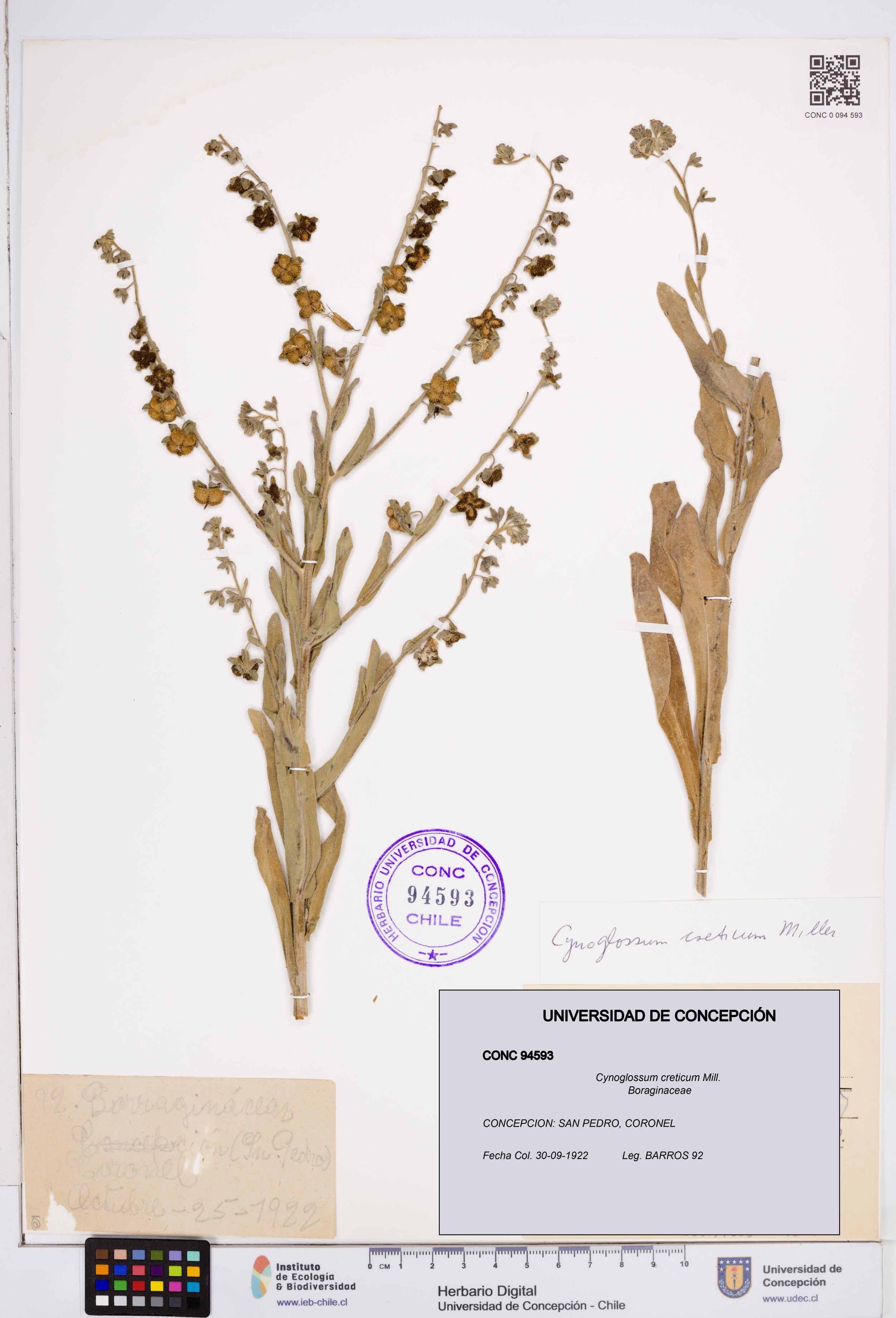 Cynoglossum creticum [Espécimen: ]
