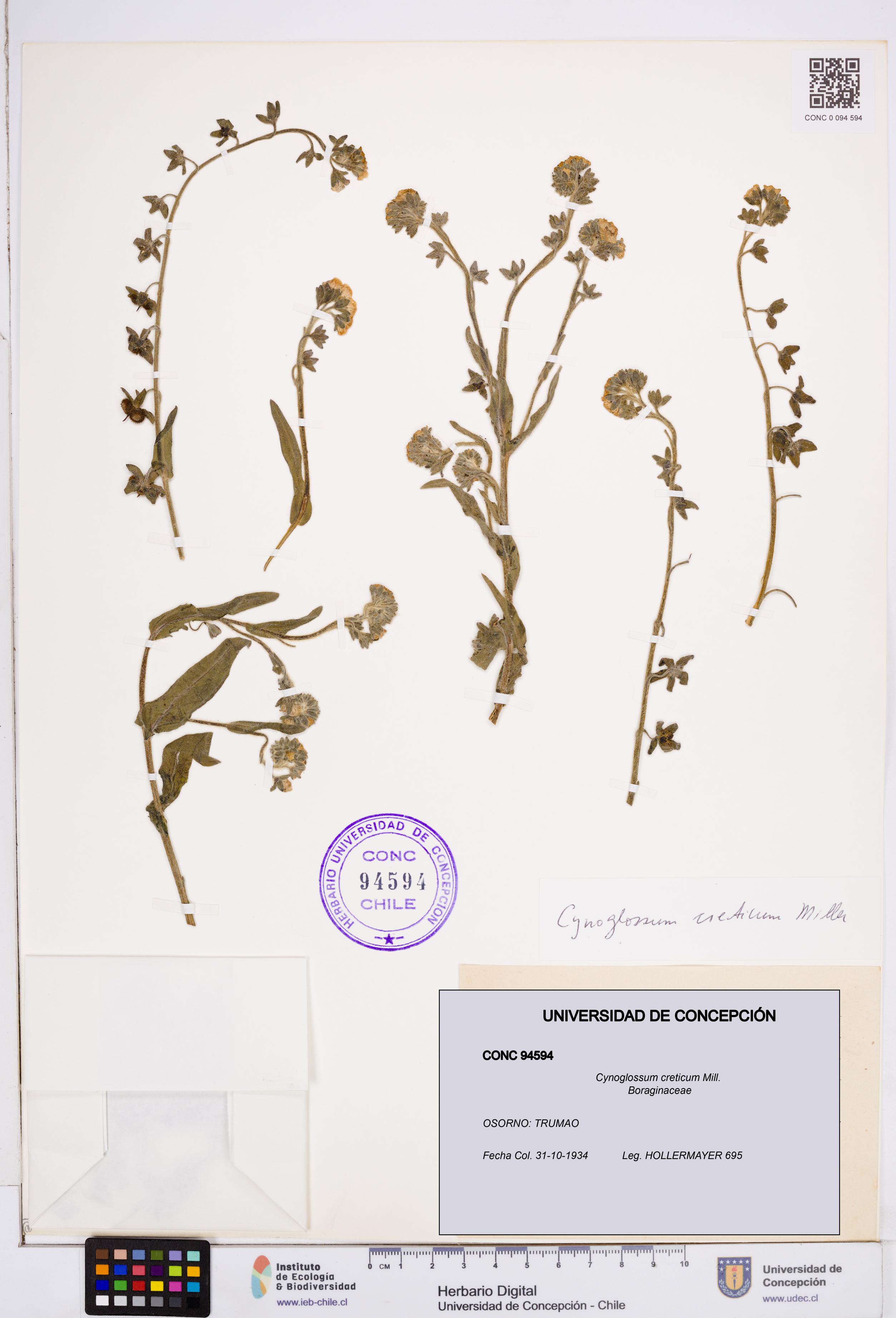 Cynoglossum creticum [Espécimen: ]