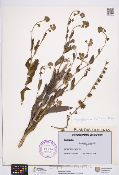 Cynoglossum creticum [Espécimen: ]