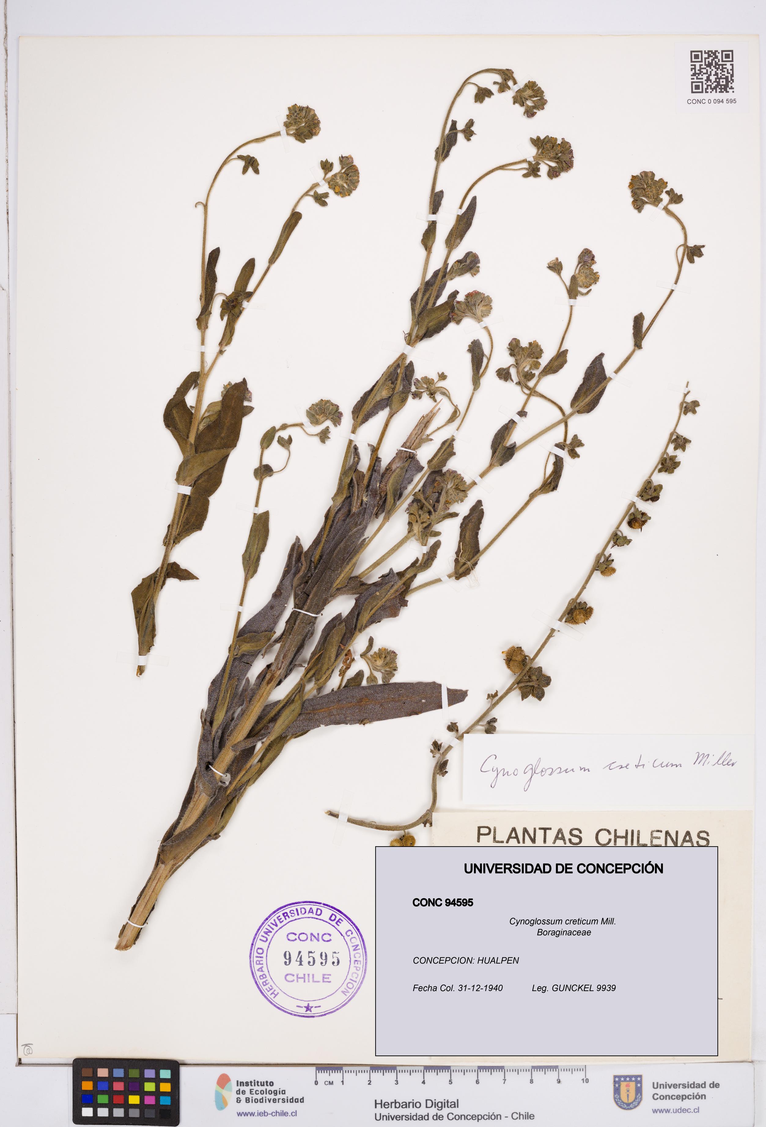 Cynoglossum creticum [Espécimen: ]