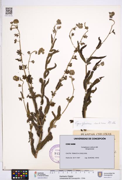 Cynoglossum creticum [Espécimen: ]