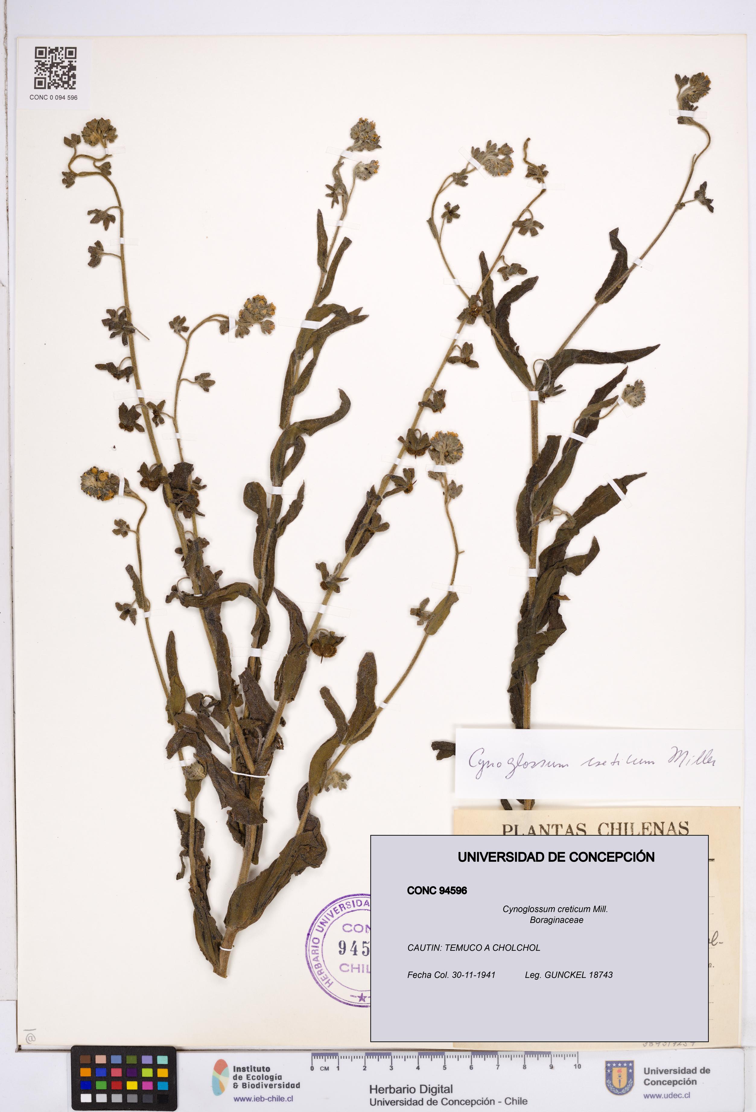 Cynoglossum creticum [Espécimen: ]
