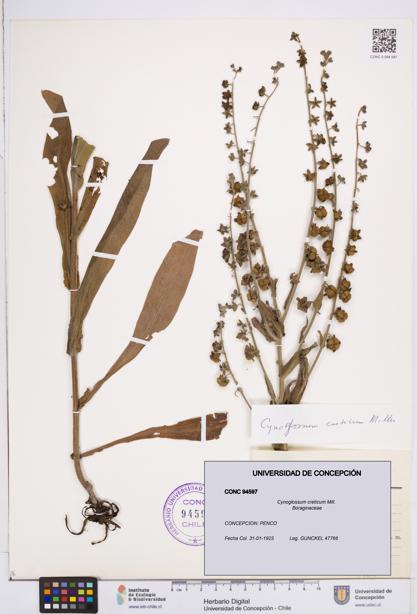 Cynoglossum creticum [Espécimen: ]