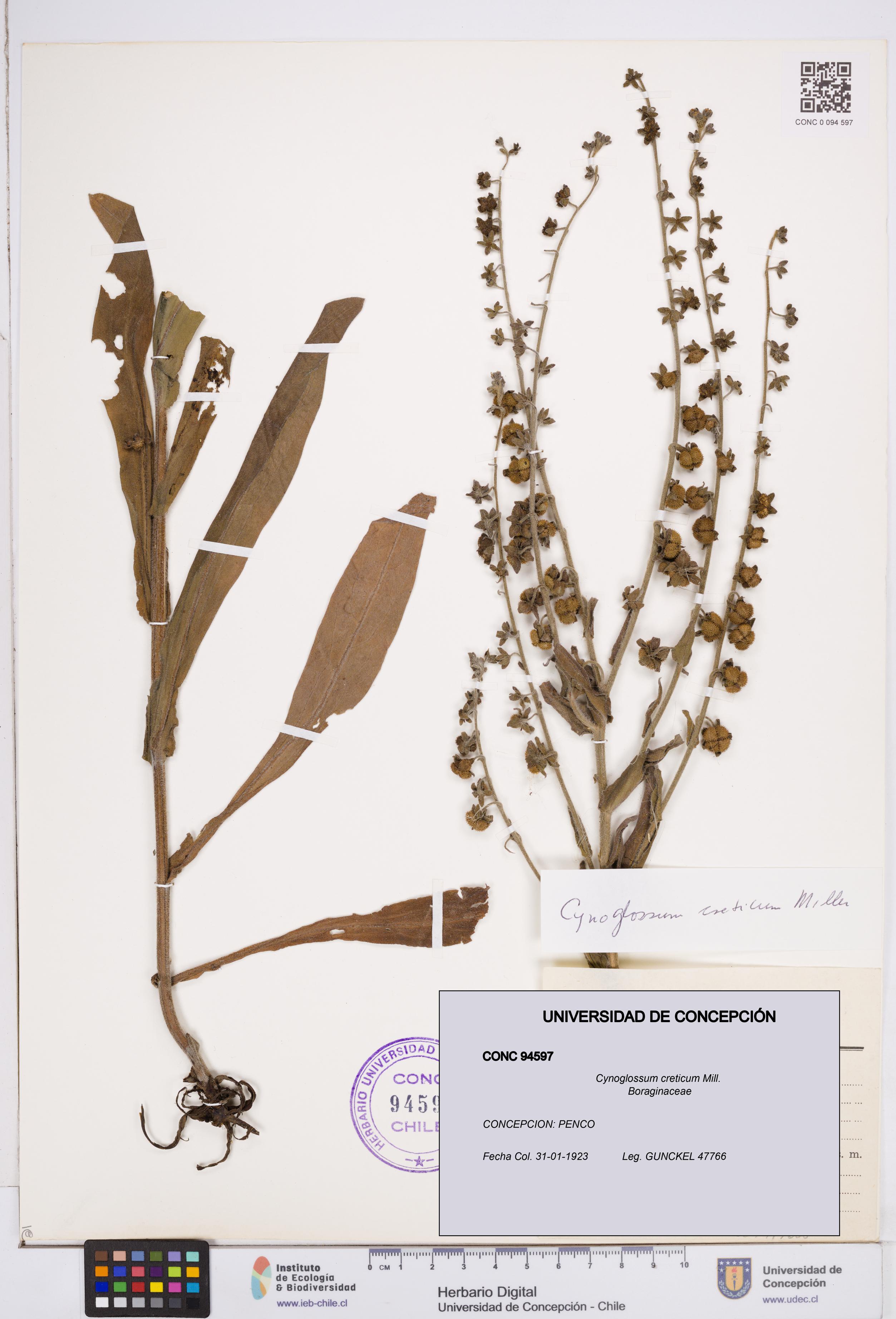 Cynoglossum creticum [Espécimen: ]