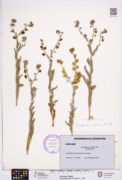 Cynoglossum creticum [Espécimen: ]