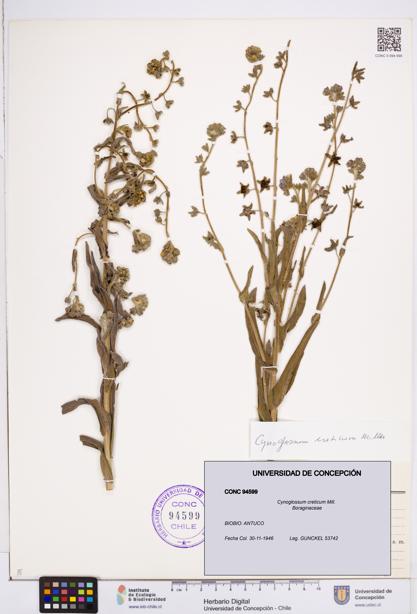 Cynoglossum creticum [Espécimen: ]
