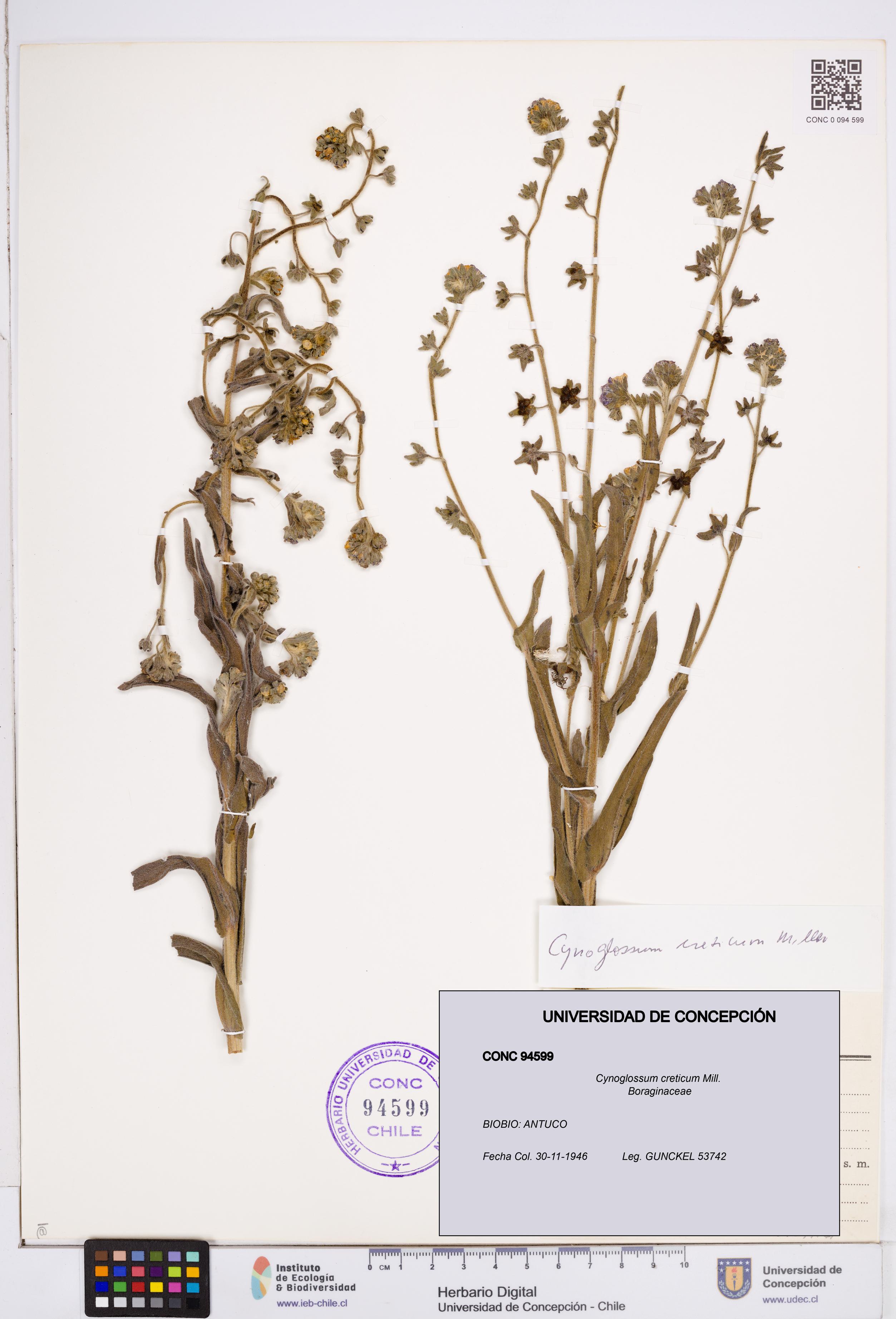 Cynoglossum creticum [Espécimen: ]