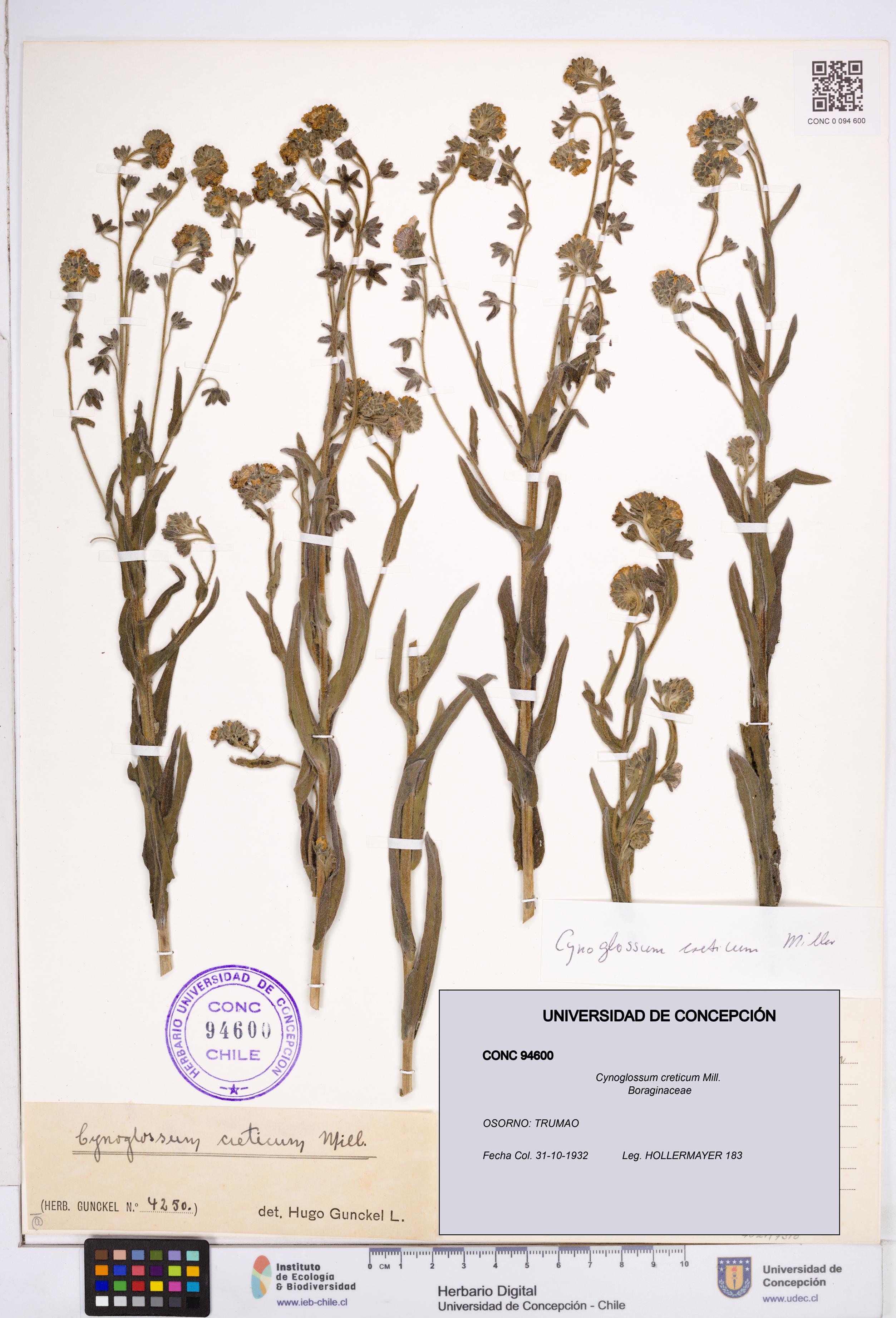 Cynoglossum creticum [Espécimen: ]