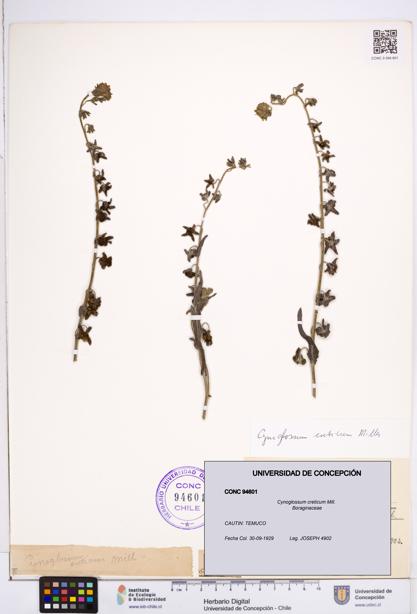 Cynoglossum creticum [Espécimen: ]