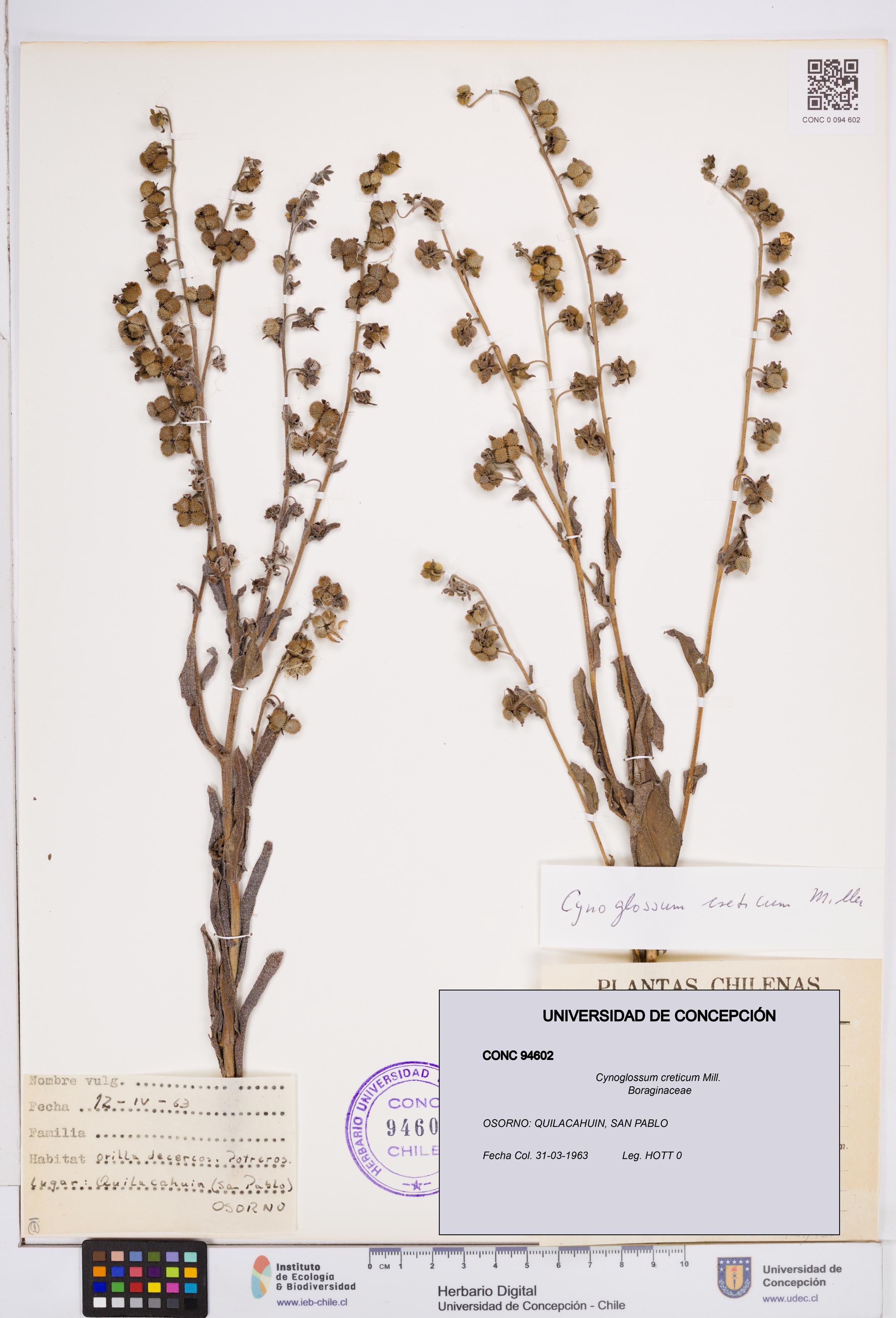 Cynoglossum creticum [Espécimen: ]