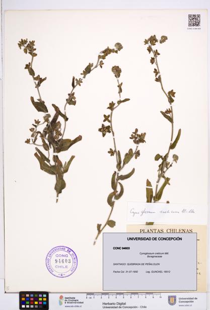 Cynoglossum creticum [Espécimen: ]