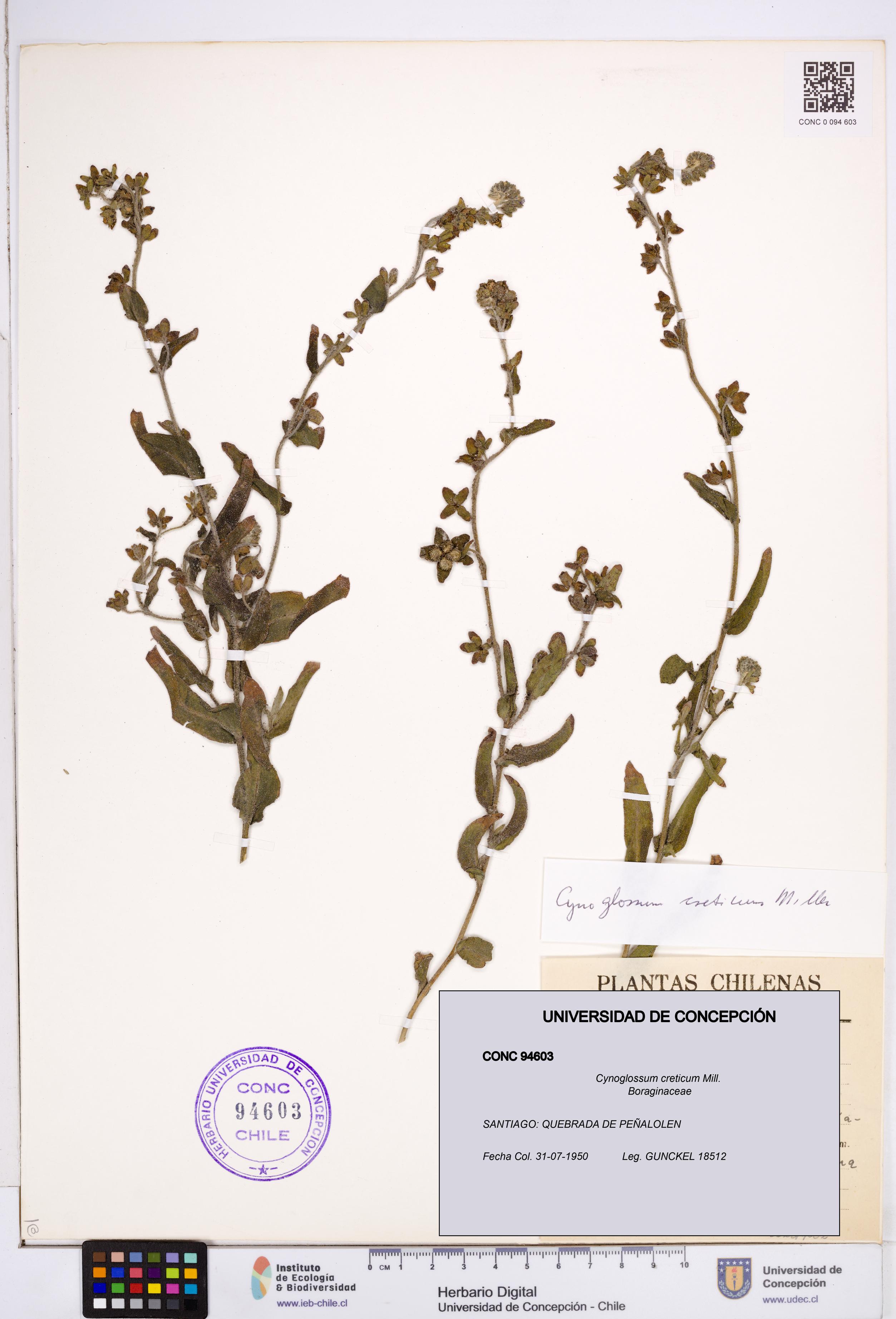 Cynoglossum creticum [Espécimen: ]