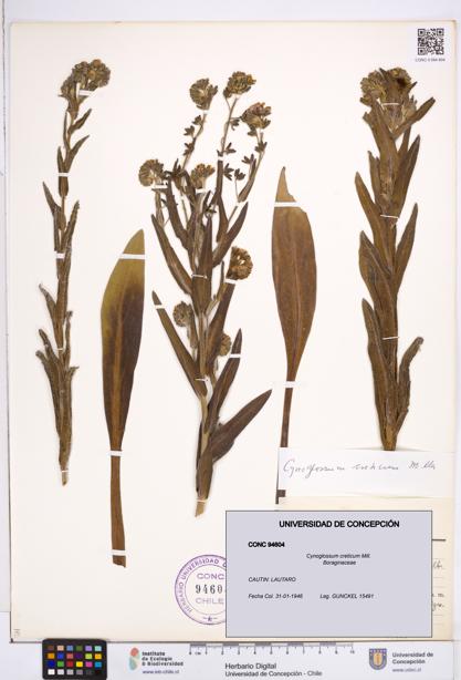 Cynoglossum creticum [Espécimen: ]