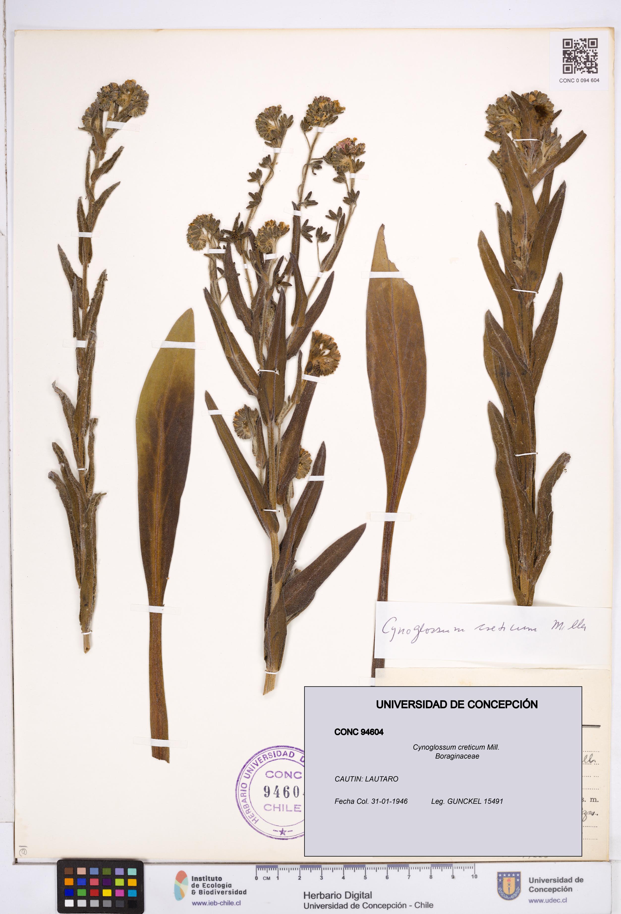 Cynoglossum creticum [Espécimen: ]
