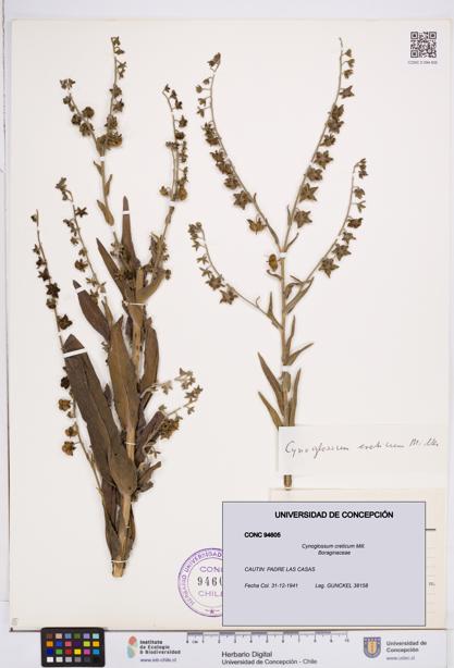 Cynoglossum creticum [Espécimen: ]