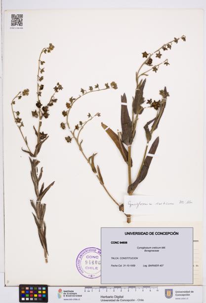 Cynoglossum creticum [Espécimen: ]