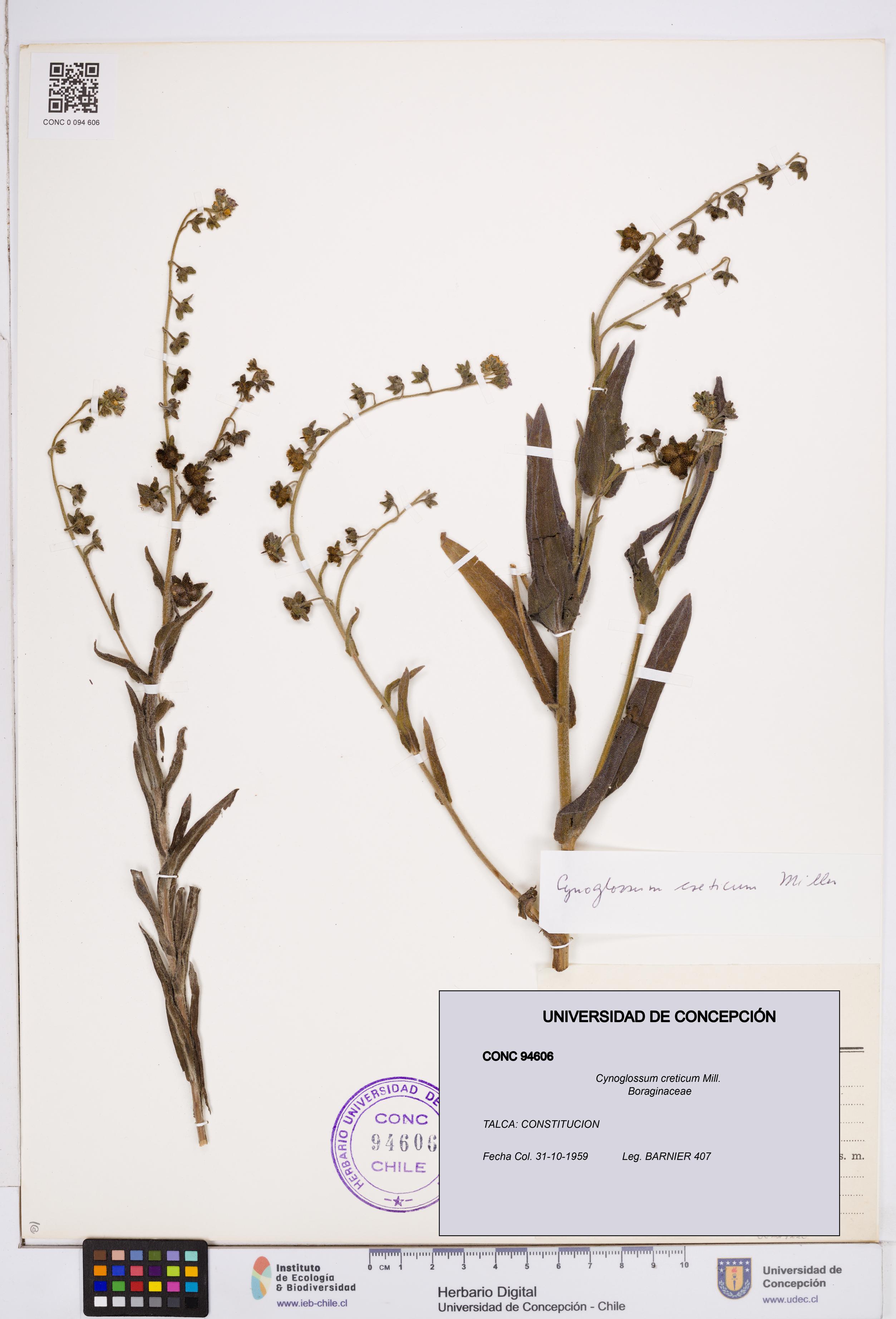 Cynoglossum creticum [Espécimen: ]