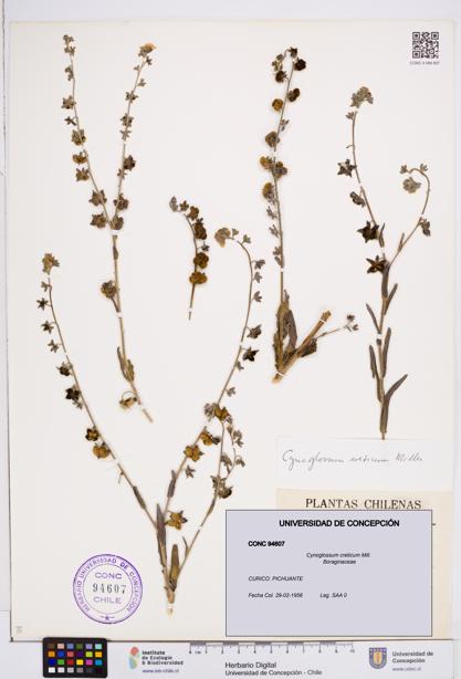 Cynoglossum creticum [Espécimen: ]