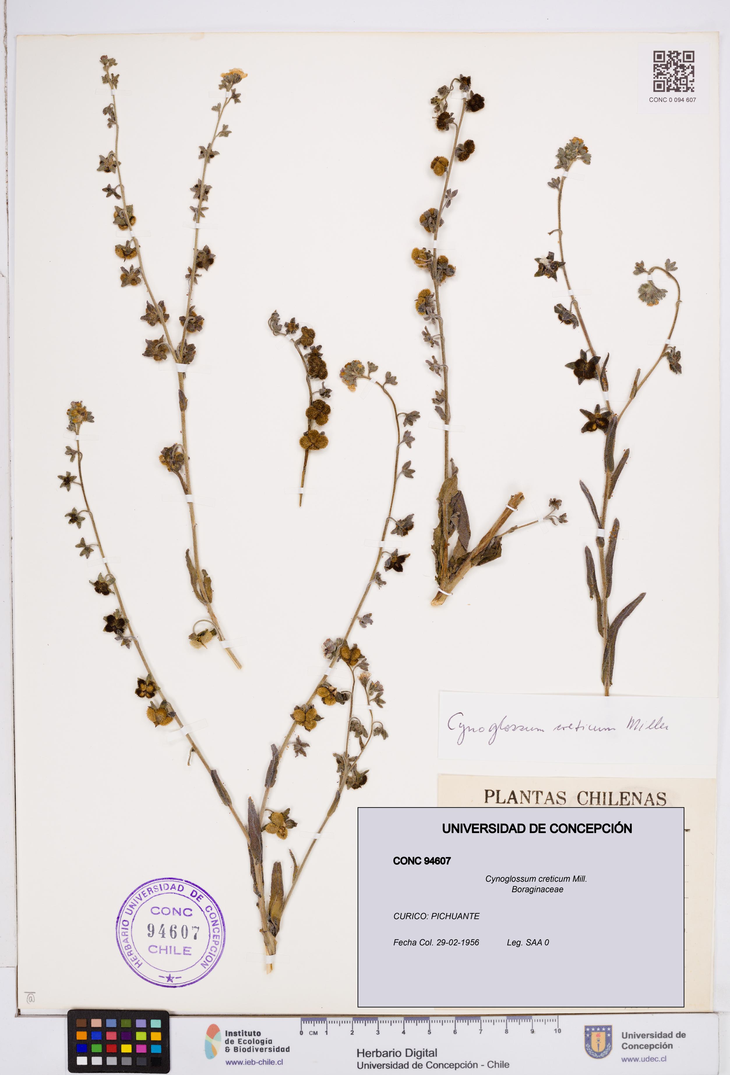 Cynoglossum creticum [Espécimen: ]