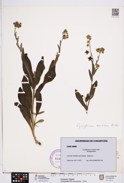 Cynoglossum creticum [Espécimen: ]