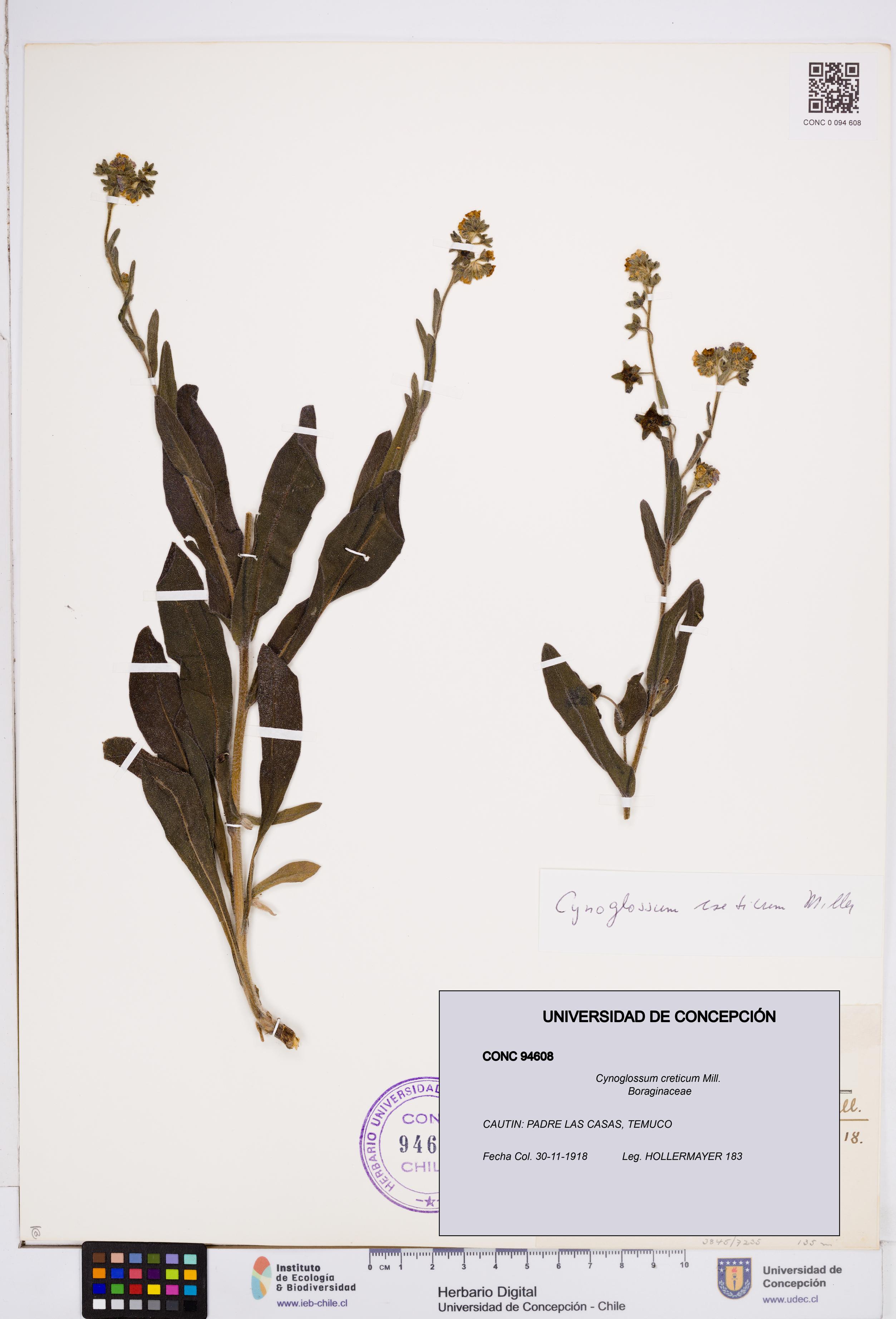Cynoglossum creticum [Espécimen: ]