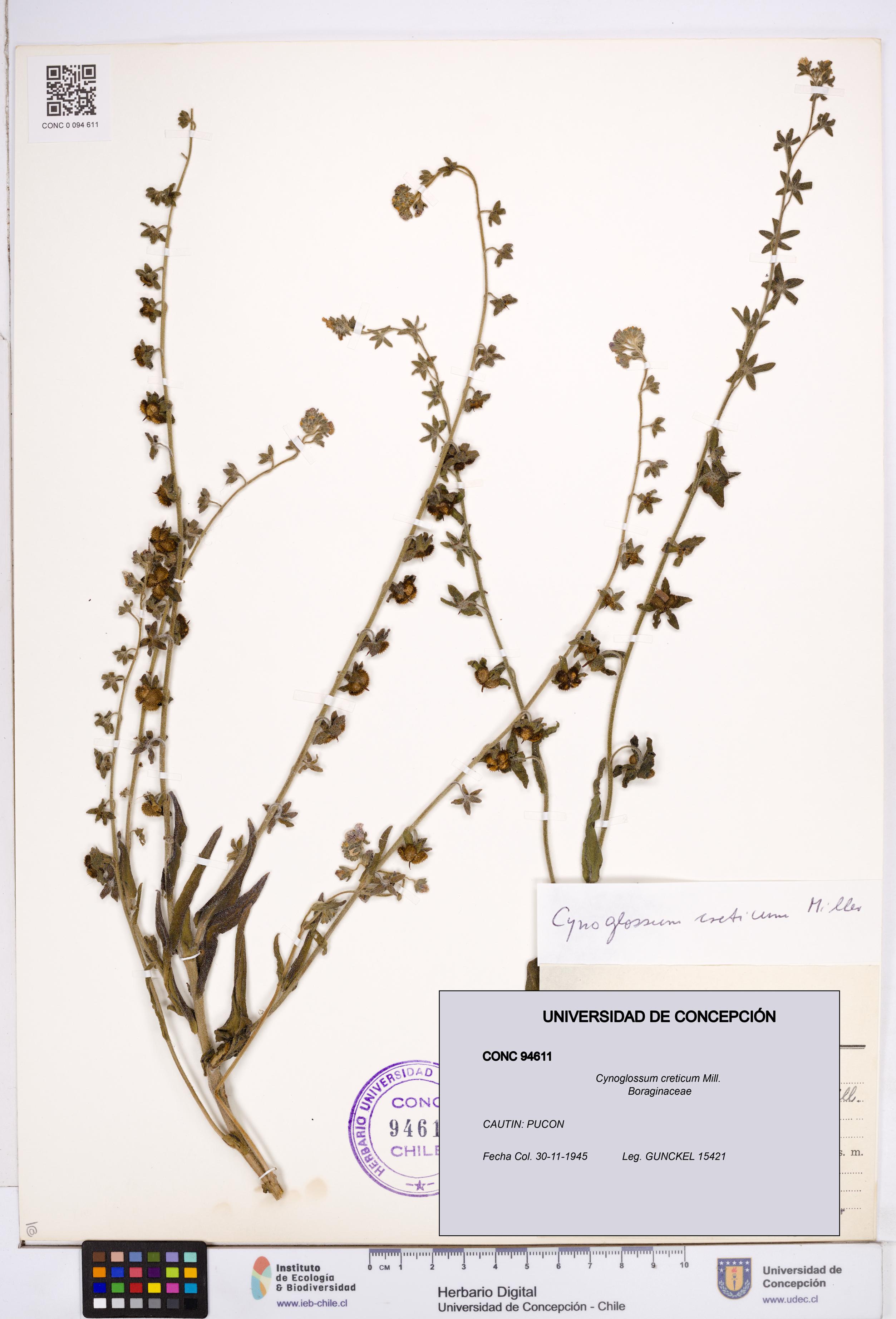 Cynoglossum creticum [Espécimen: ]
