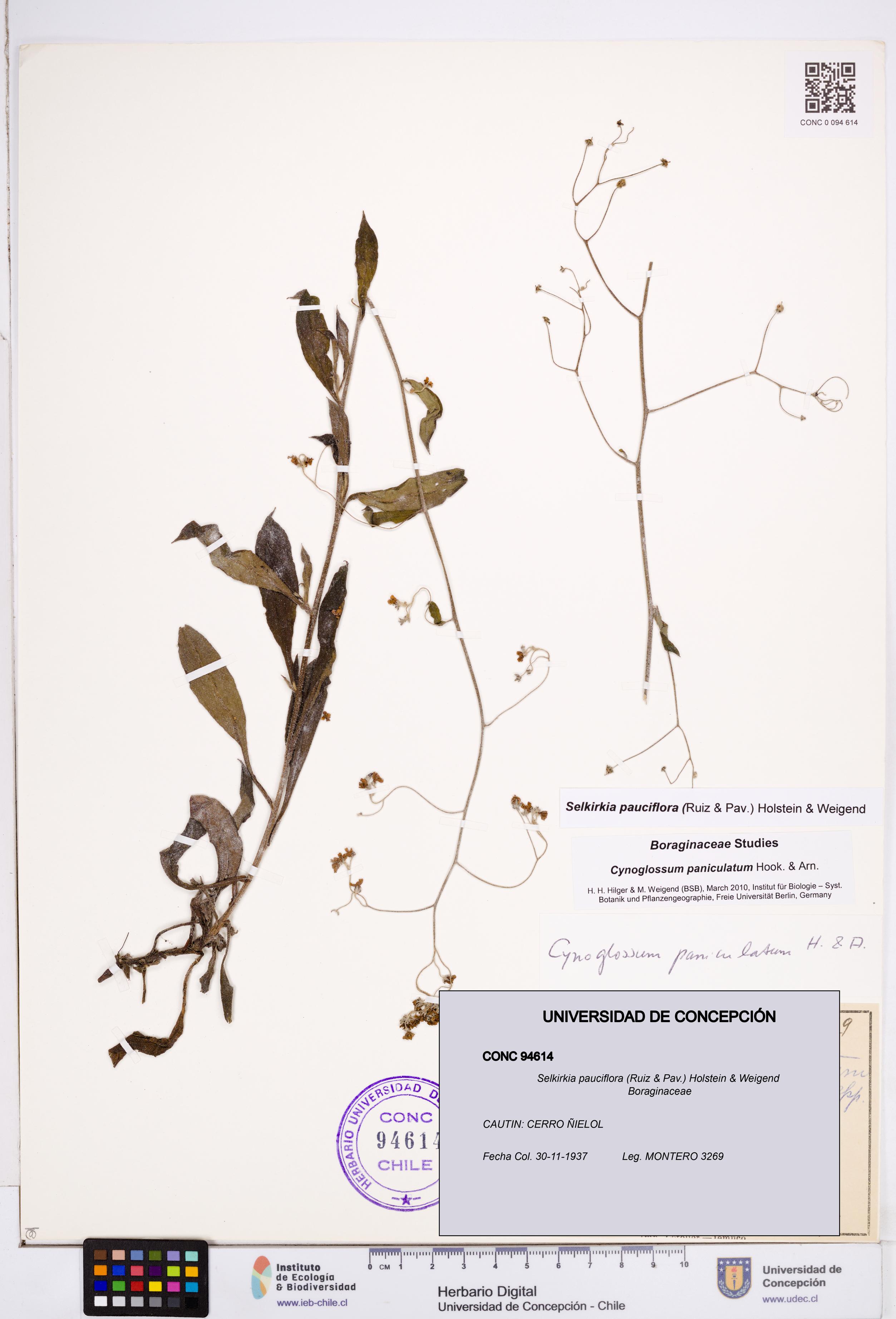 Selkirkia pauciflora [Espécimen: ]