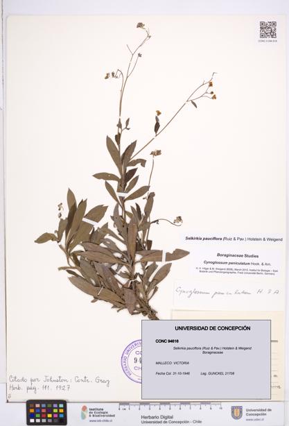 Selkirkia pauciflora [Espécimen: ]