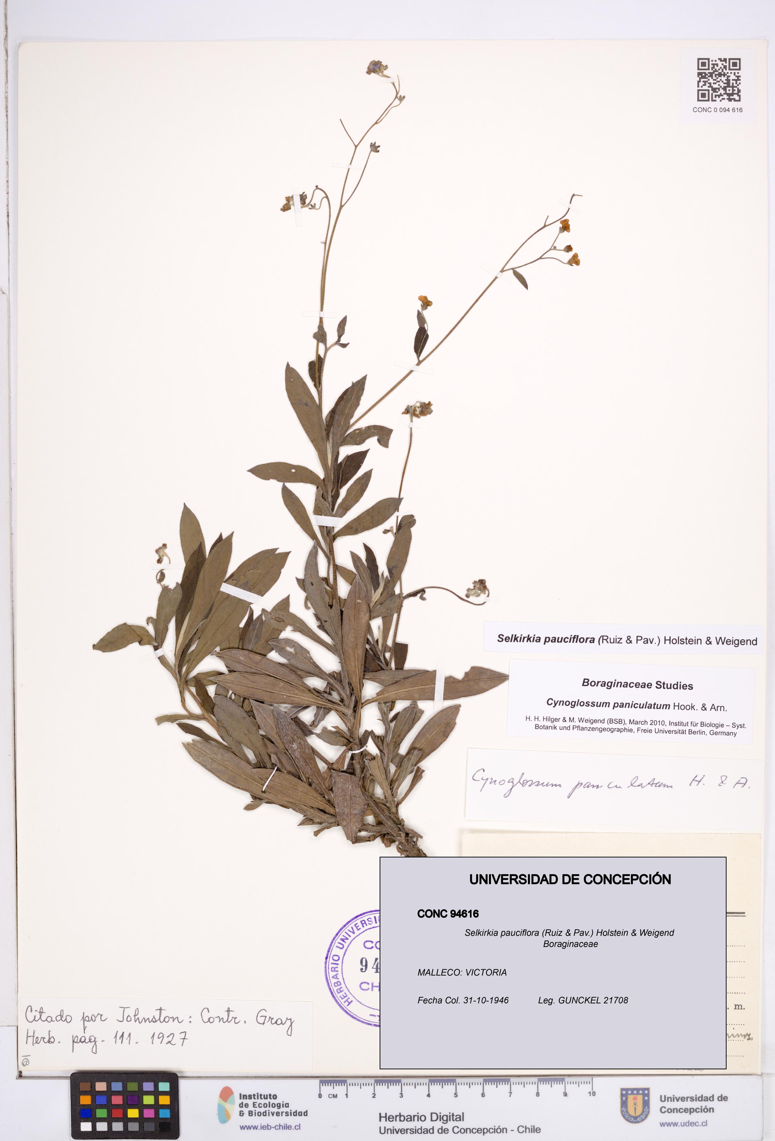 Selkirkia pauciflora [Espécimen: ]