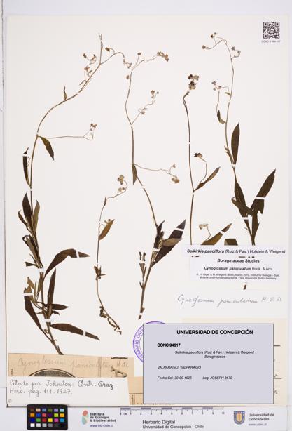 Selkirkia pauciflora [Espécimen: ]
