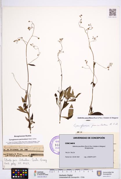 Selkirkia pauciflora [Espécimen: ]