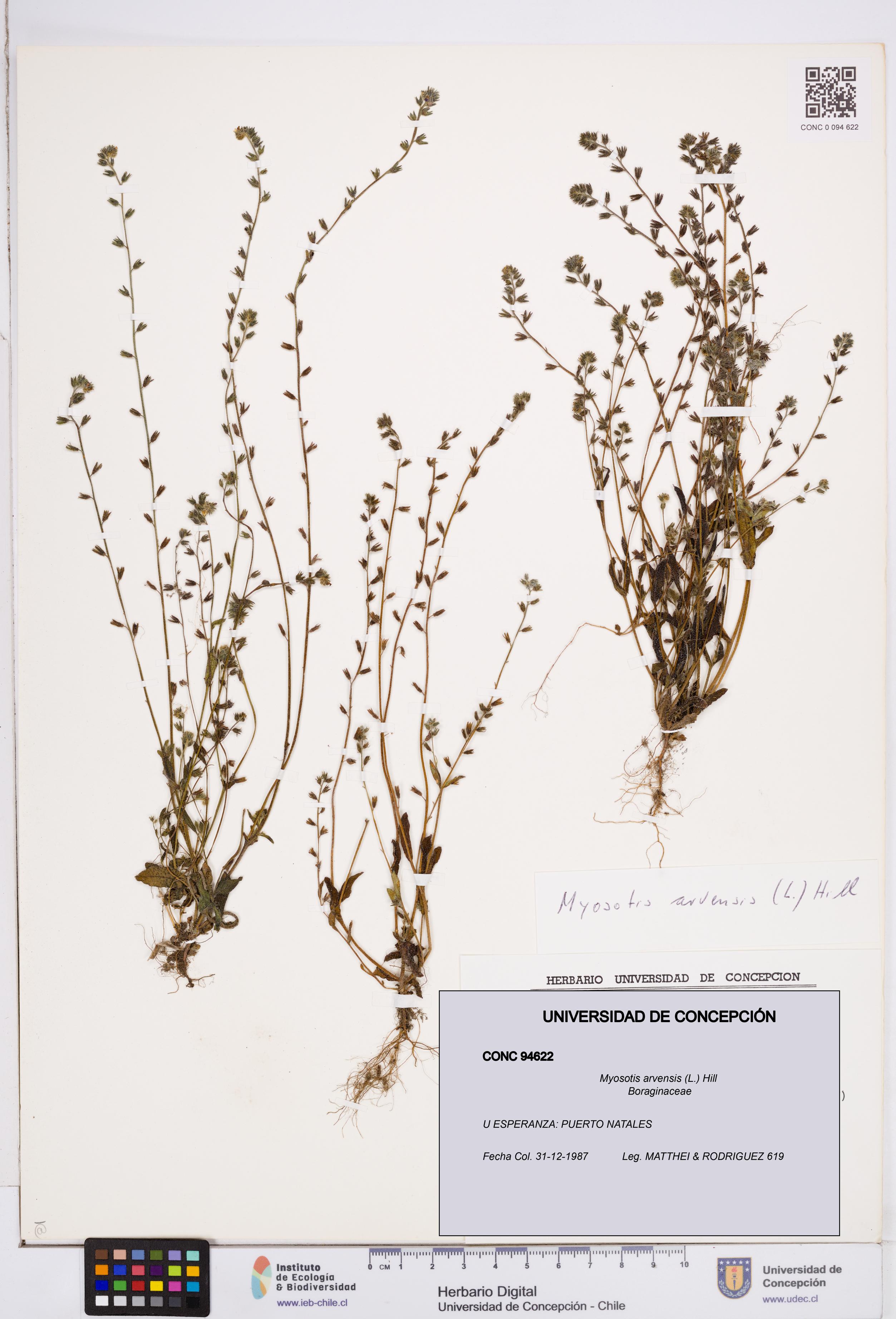 Myosotis arvensis [Espécimen: ]