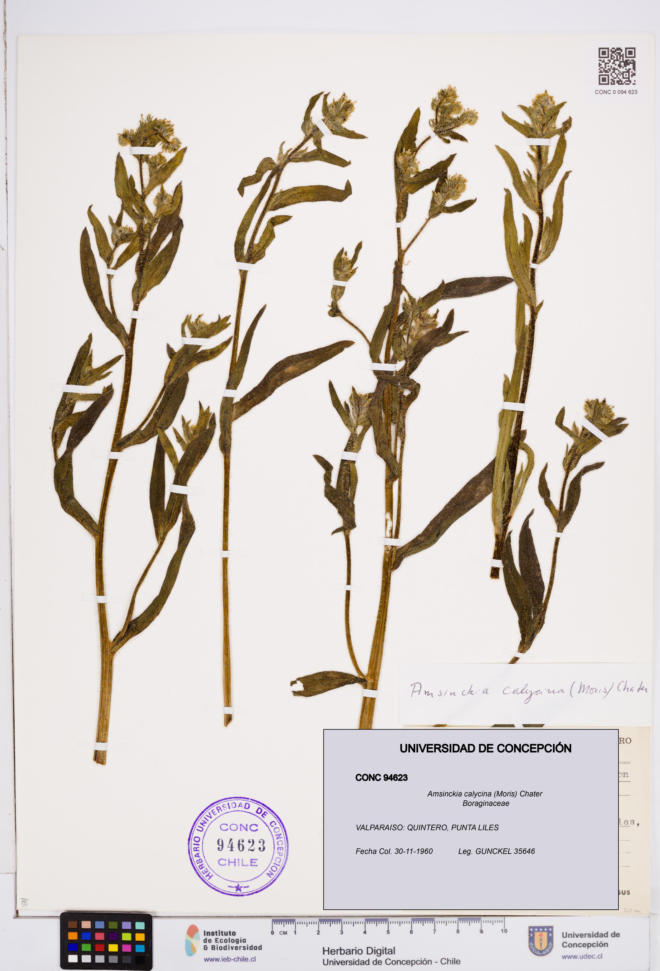 Amsinckia calycina [Espécimen: ]