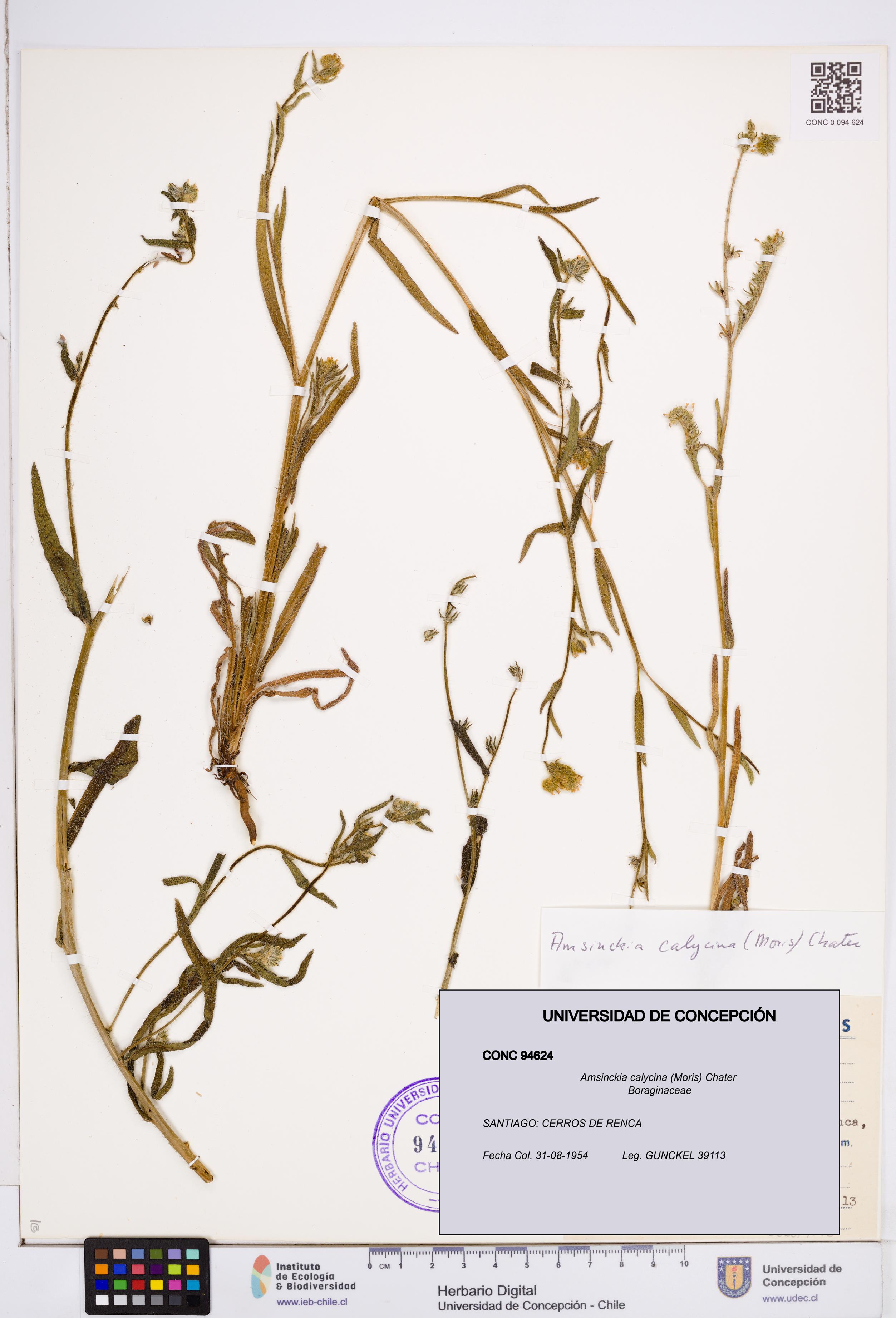 Amsinckia calycina [Espécimen: ]