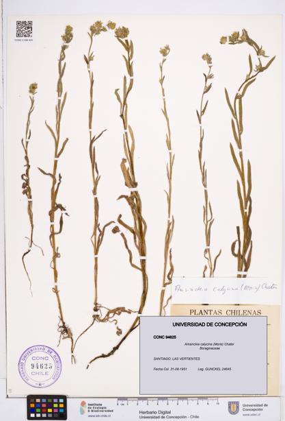Amsinckia calycina [Espécimen: ]