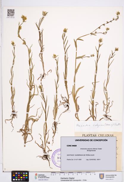 Amsinckia calycina [Espécimen: ]