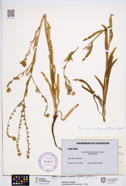 Amsinckia calycina [Espécimen: ]