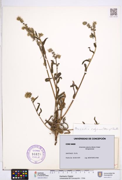 Amsinckia calycina [Espécimen: ]