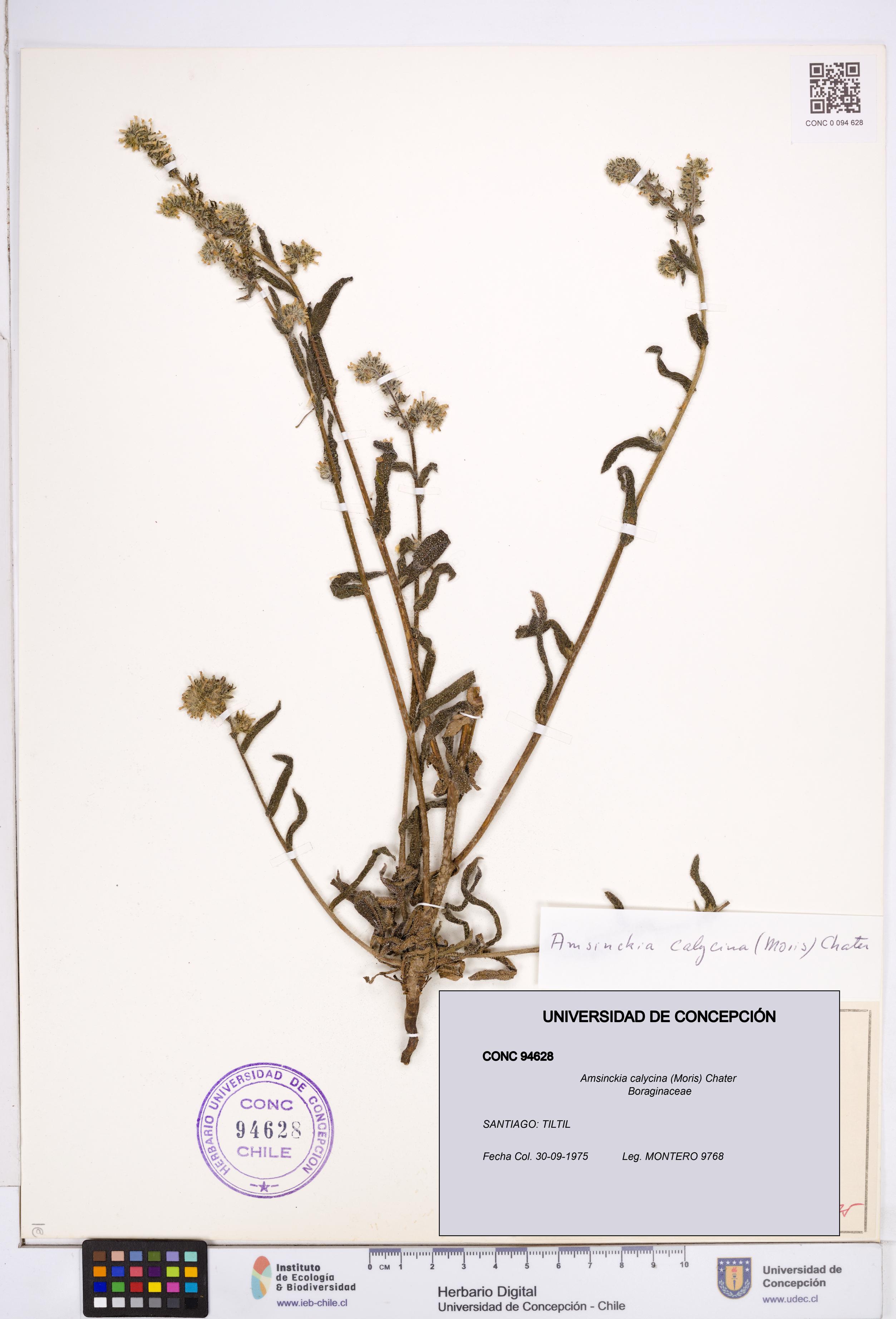 Amsinckia calycina [Espécimen: ]