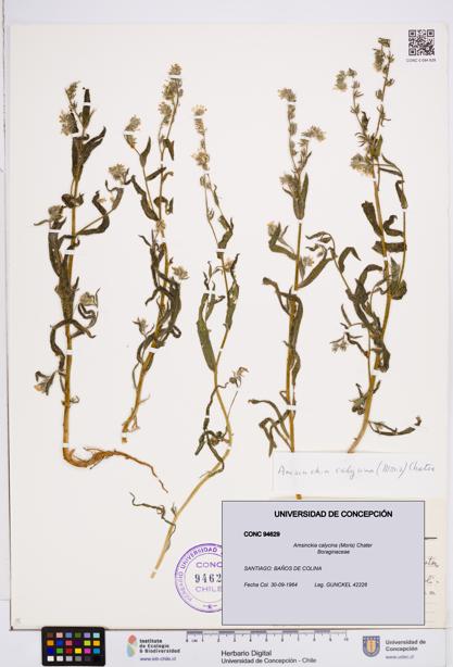 Amsinckia calycina [Espécimen: ]