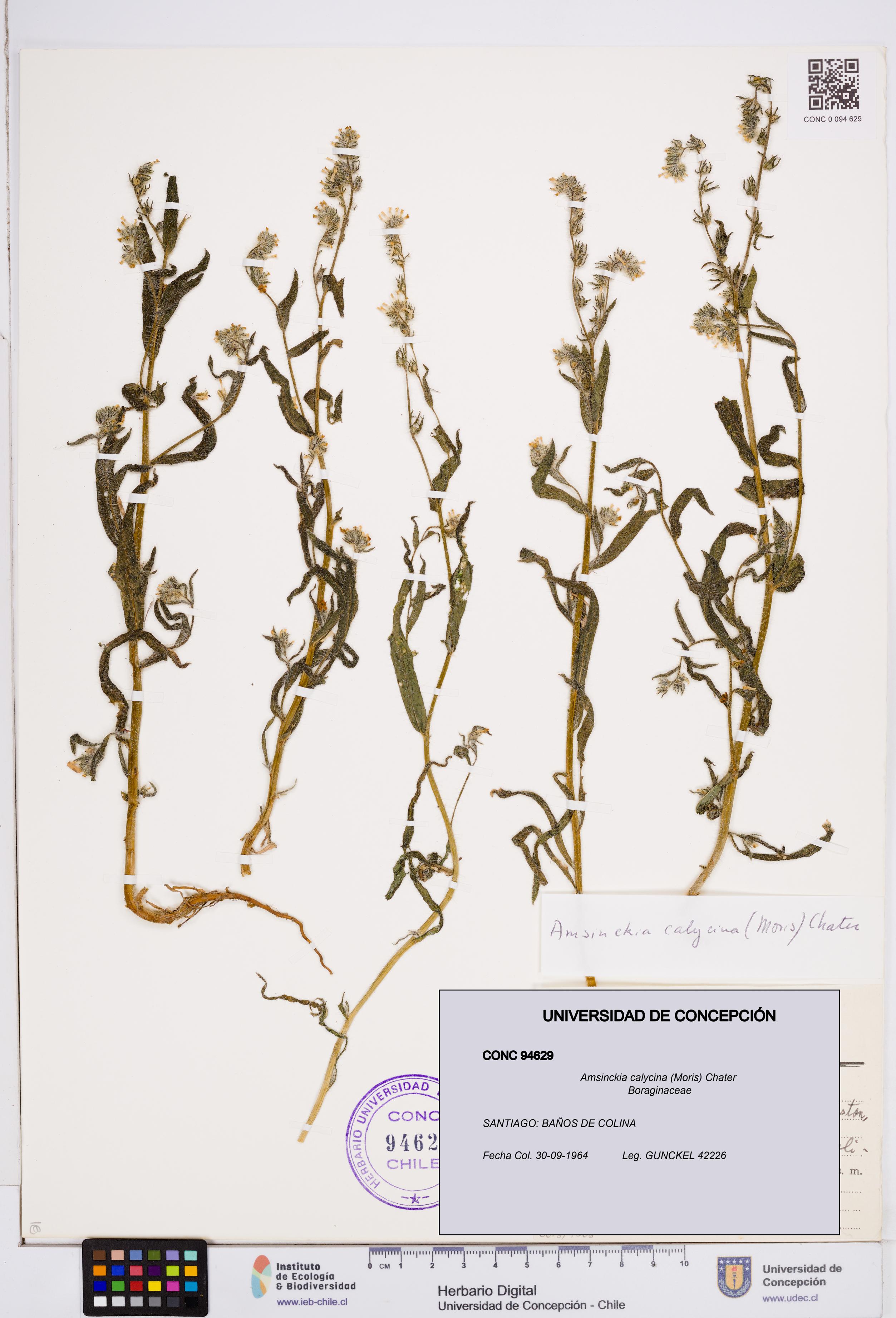 Amsinckia calycina [Espécimen: ]