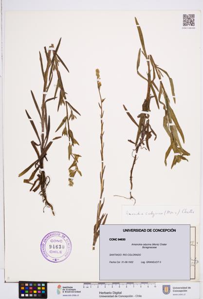 Amsinckia calycina [Espécimen: ]