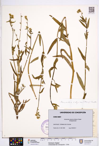 Amsinckia calycina [Espécimen: ]