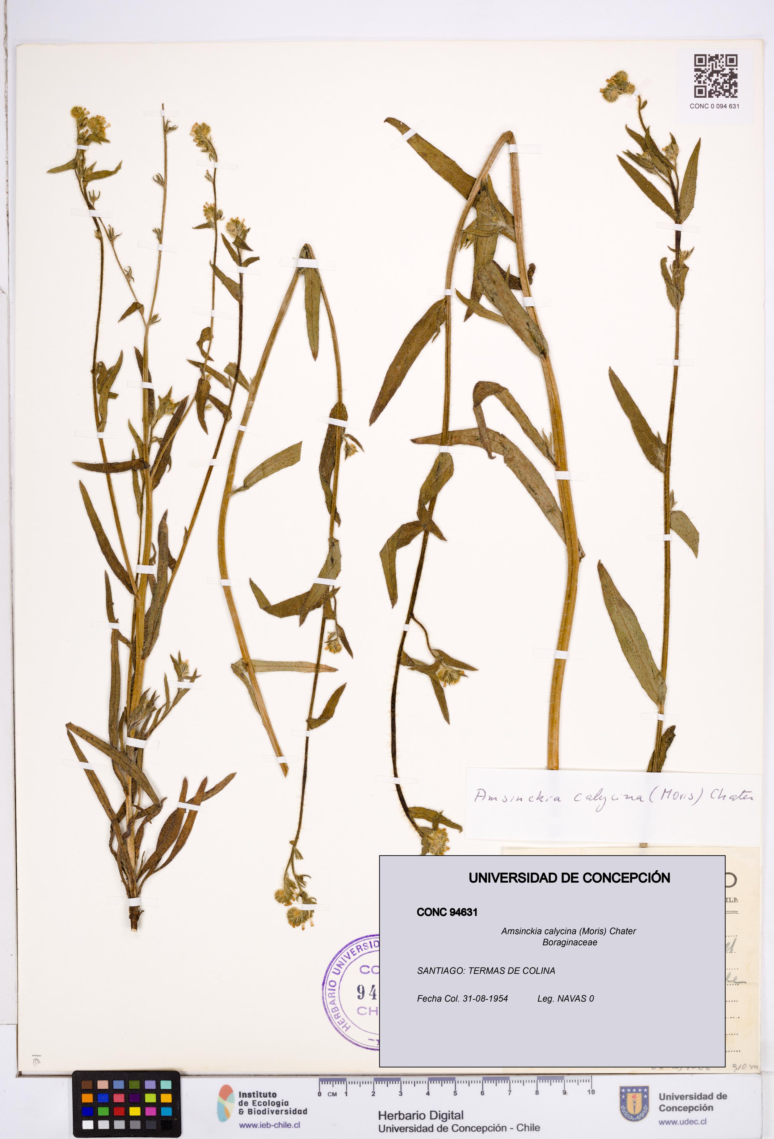 Amsinckia calycina [Espécimen: ]
