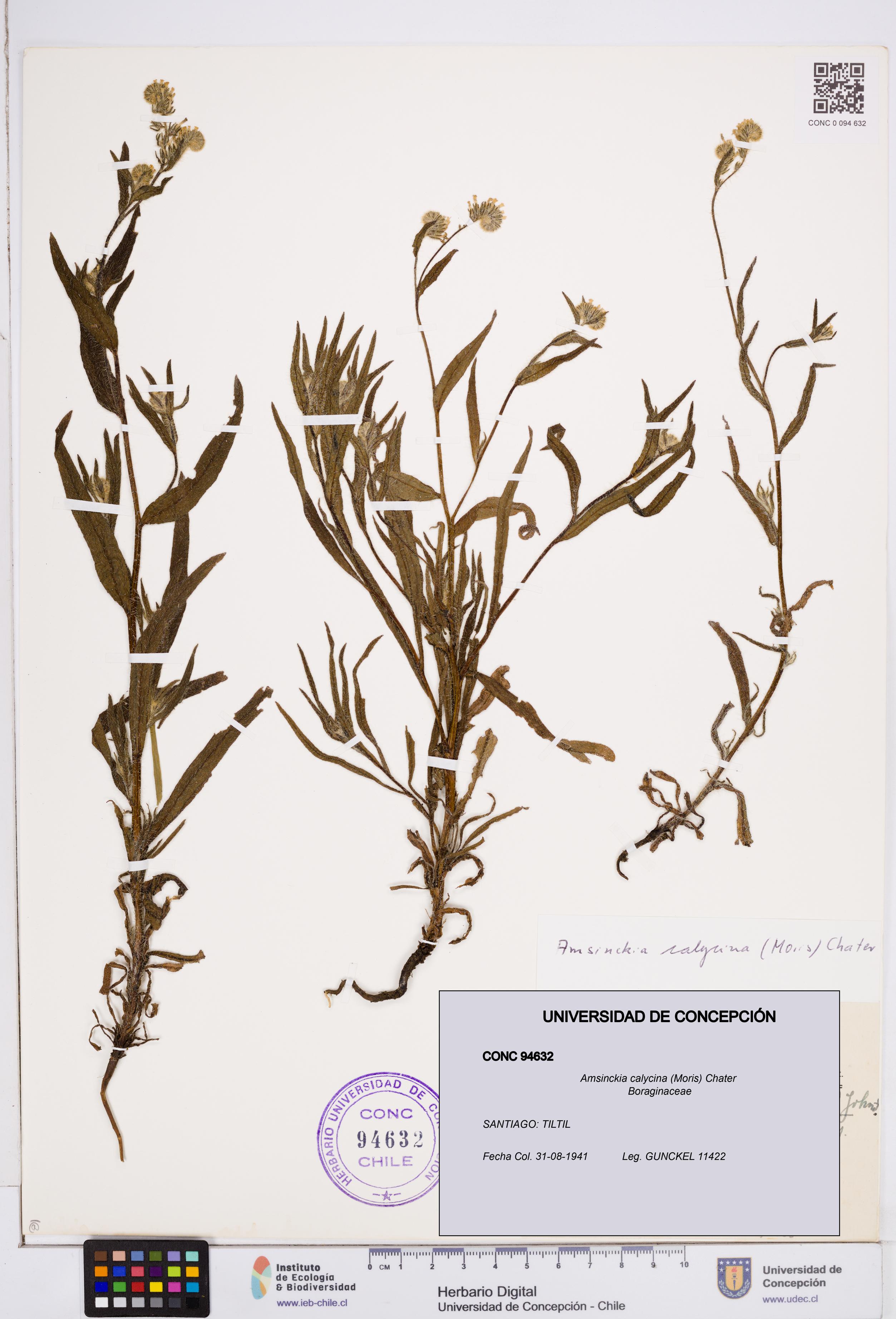 Amsinckia calycina [Espécimen: ]