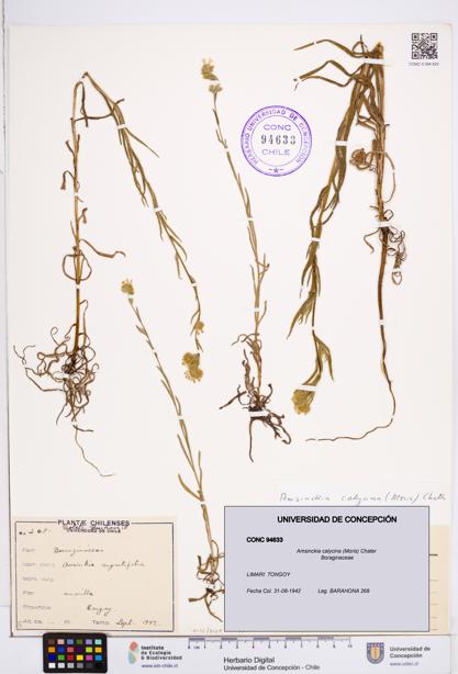Amsinckia calycina [Espécimen: ]