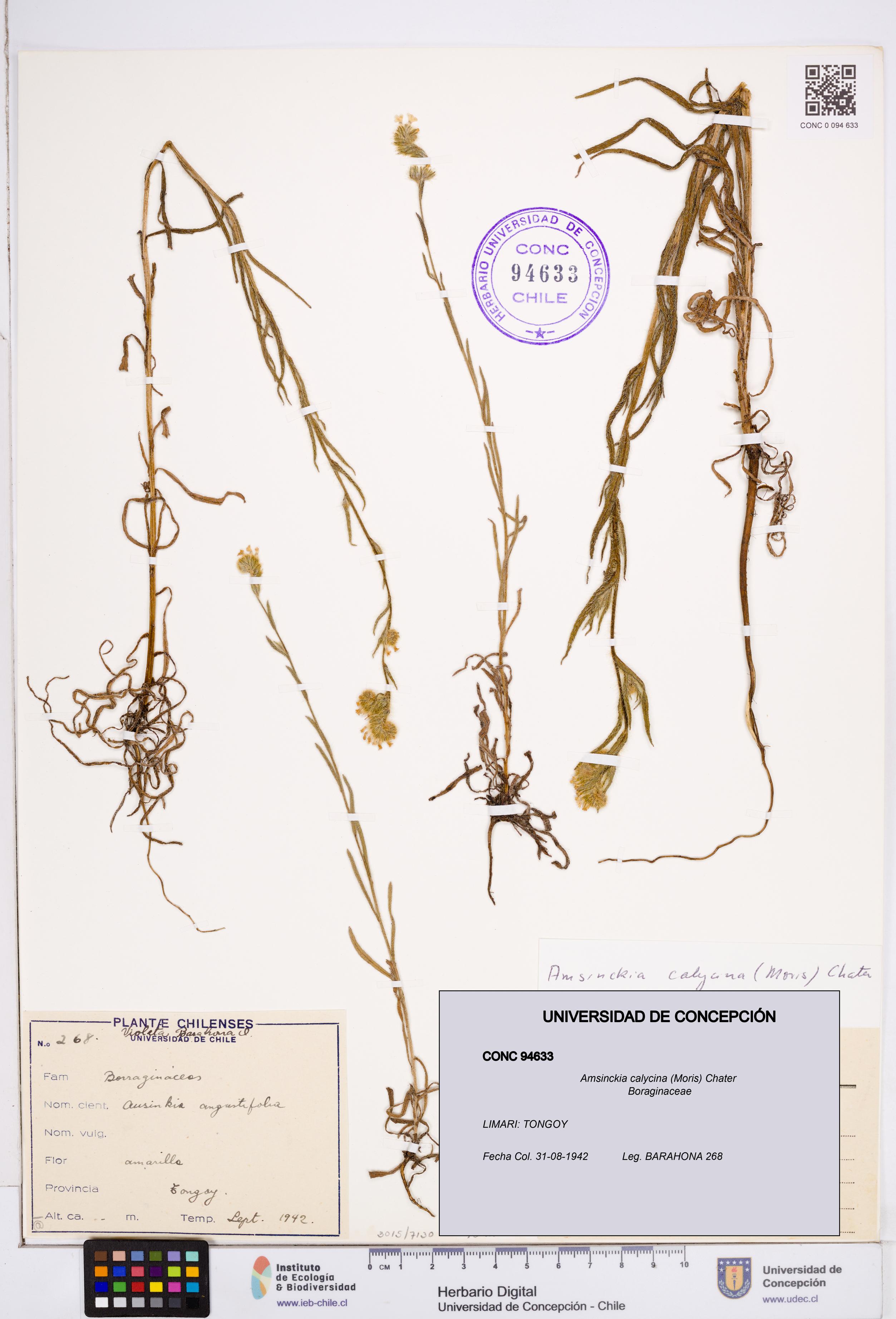 Amsinckia calycina [Espécimen: ]