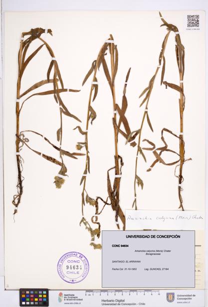 Amsinckia calycina [Espécimen: ]