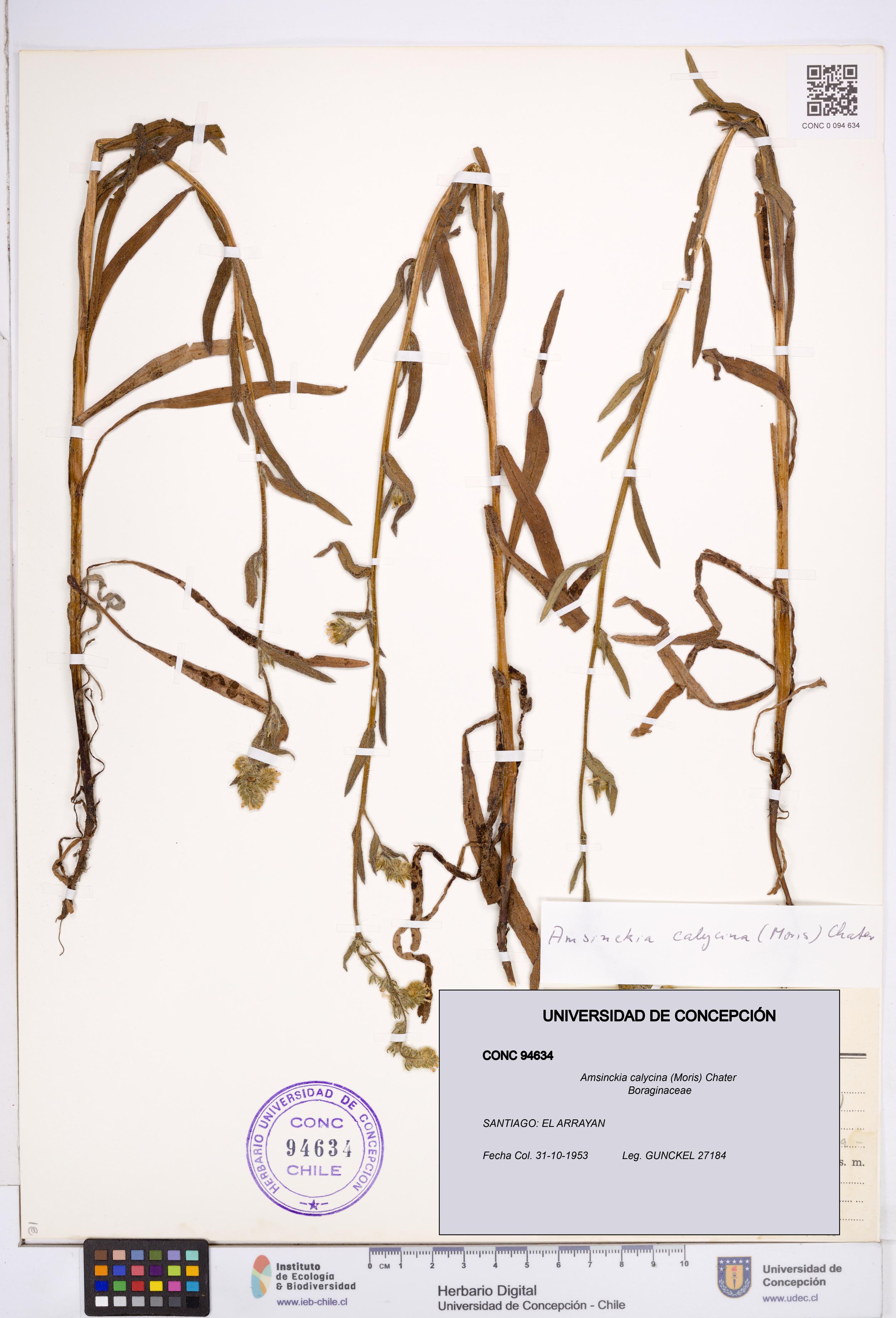 Amsinckia calycina [Espécimen: ]